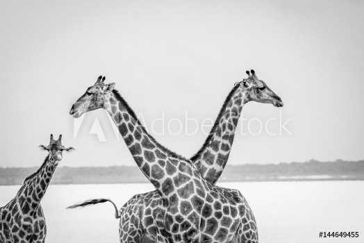 Picture of Two Giraffes crossing their neck